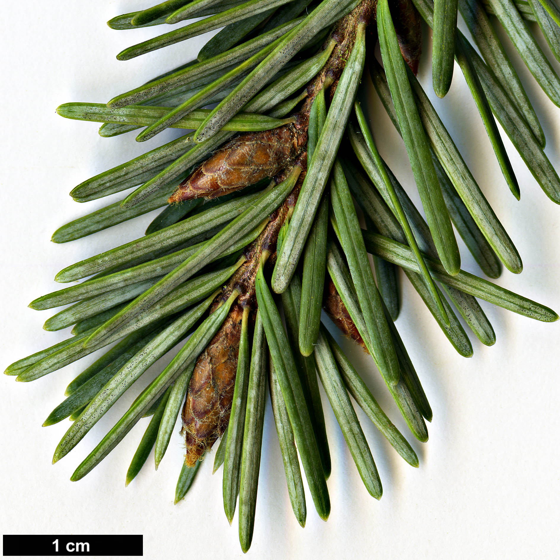 High resolution image: Family: Pinaceae - Genus: Pseudotsuga - Taxon: menziesii - SpeciesSub: var. glauca